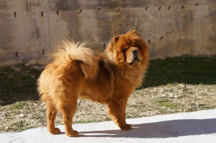 I nostri amici animali.. - 1
