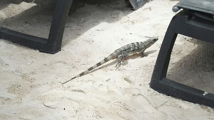 Barcelo maya beach o royal tulum messico? - 4