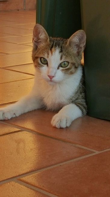 Se non ci fossero loro... - 1