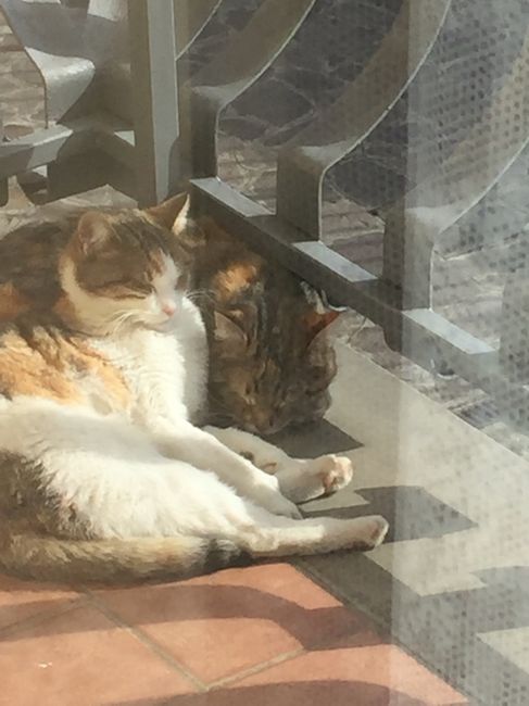 Se non ci fossero loro... - 3