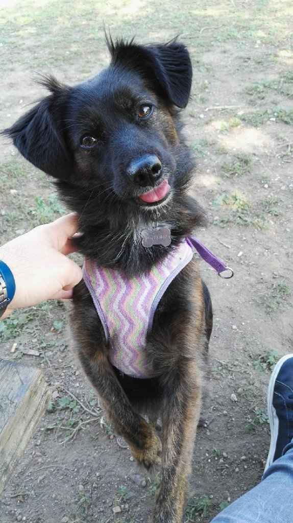 Noi e i nostri amici 4 zampe - 1