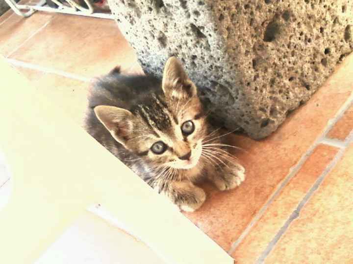 Le foto dei vostri animali - 4