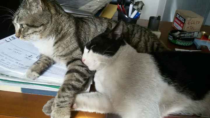 Le foto dei vostri animali - 5