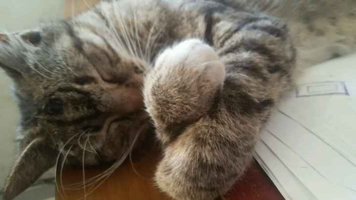 Le foto dei vostri animali - 6