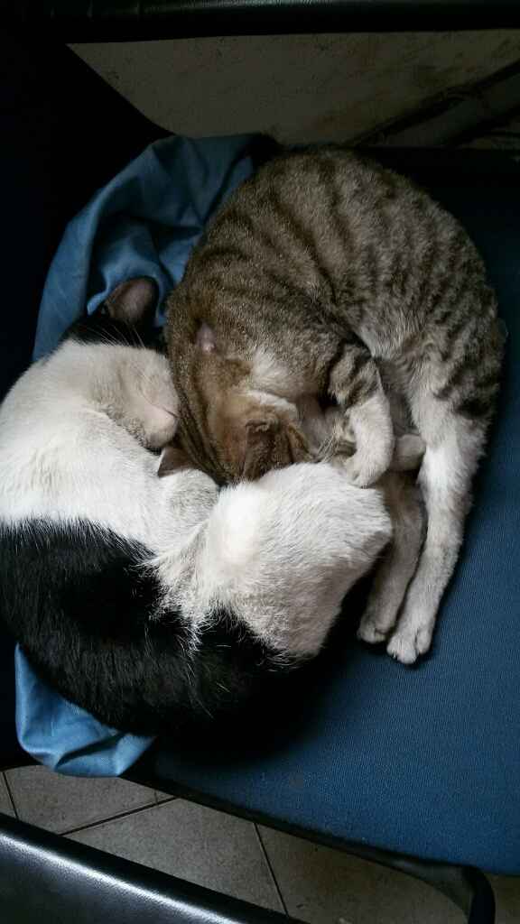 Le foto dei vostri animali - 9
