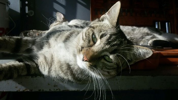Le foto dei vostri animali - 1