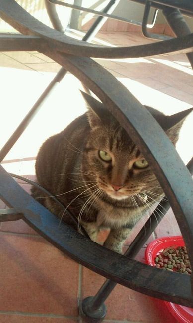 Le foto dei vostri animali - 3