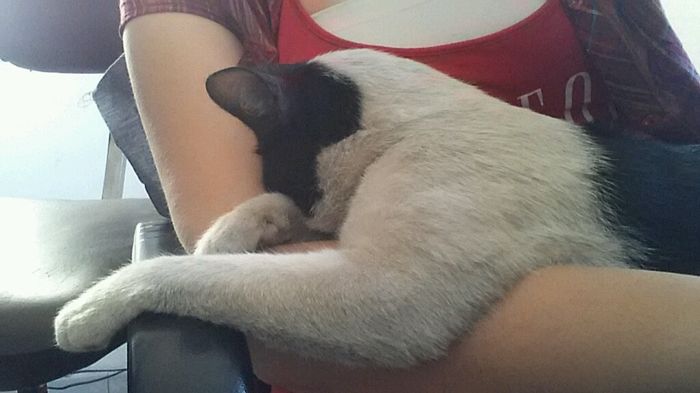 Le foto dei vostri animali - 7