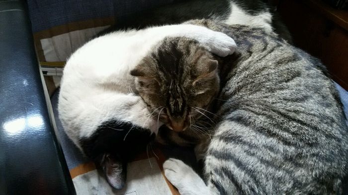Le foto dei vostri animali - 8