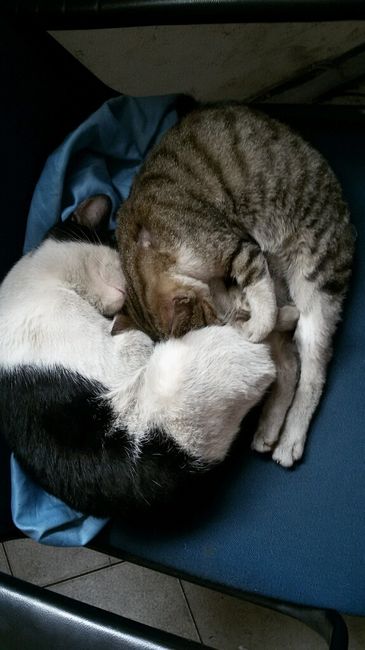 Le foto dei vostri animali - 9