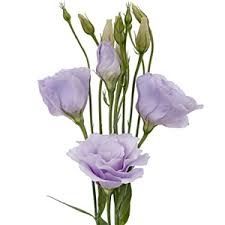 lisianthus