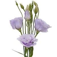 lisianthus