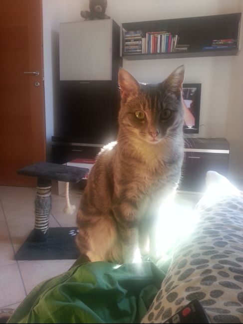 I nostri amici animali.. - 2