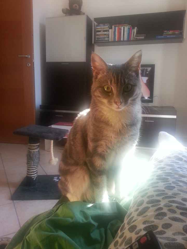 I nostri amici animali.. - 2