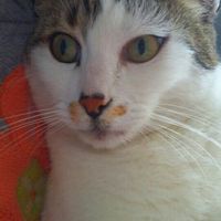 Partecipazioni miciose - 1