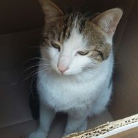 Partecipazioni miciose - 2