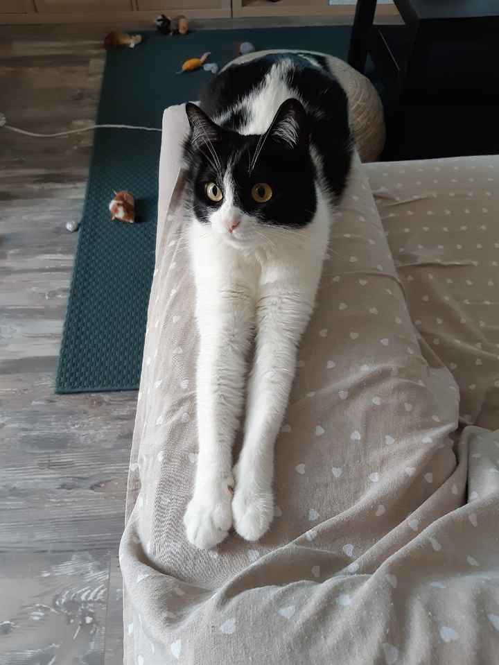 Ci saranno i vostri amichetti pelosi alle nozze? - 1