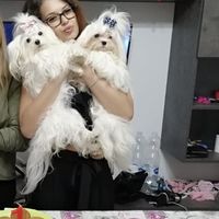 Cani al ricevimento - 1