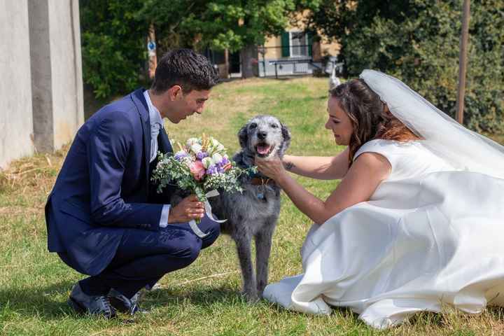 Cane al matrimonio - 1