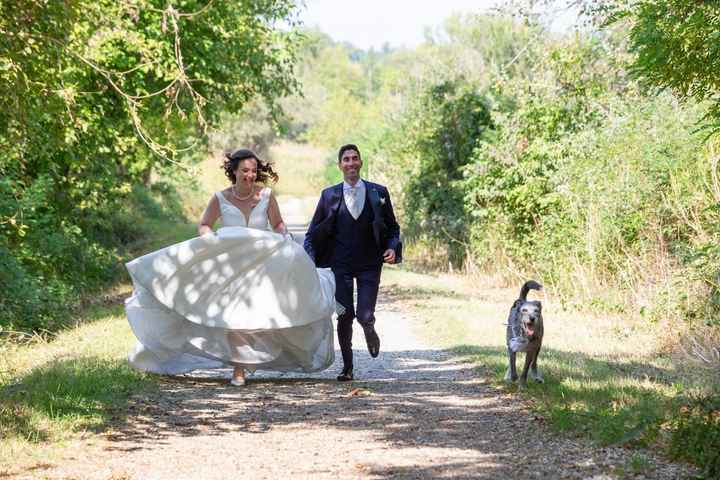 Cane al matrimonio - 2