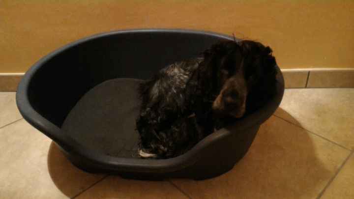 Ecco il nostro "bimbo" - 1