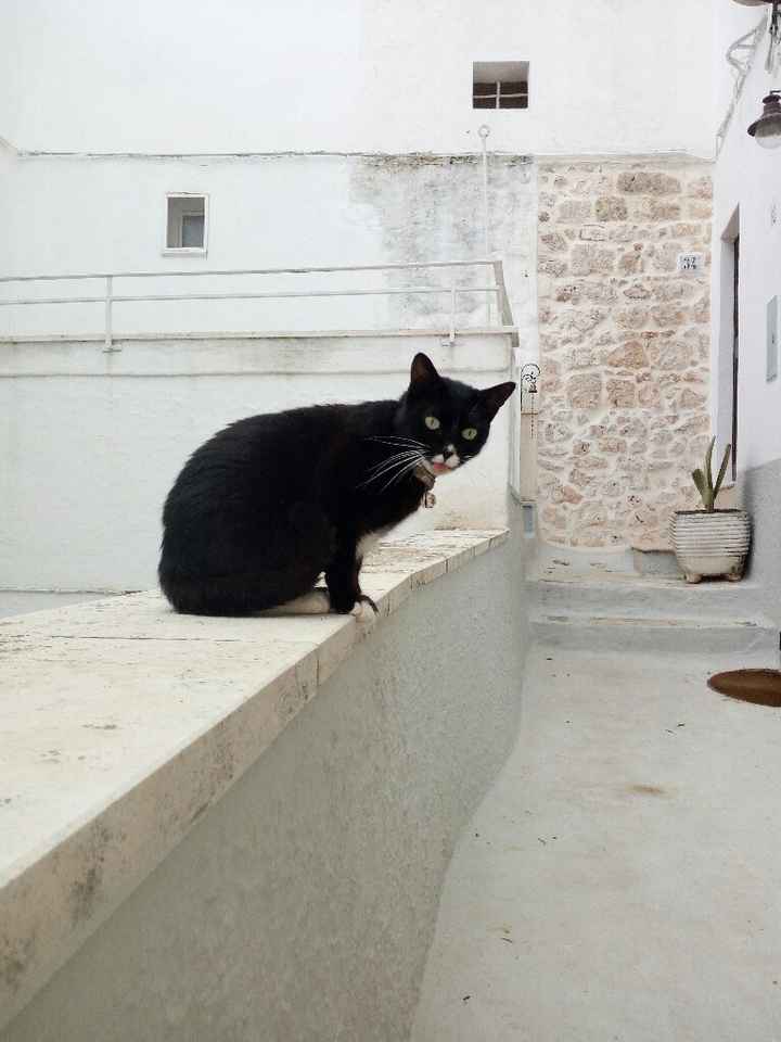 Un nuovo inquilino nella nostra casa - 2