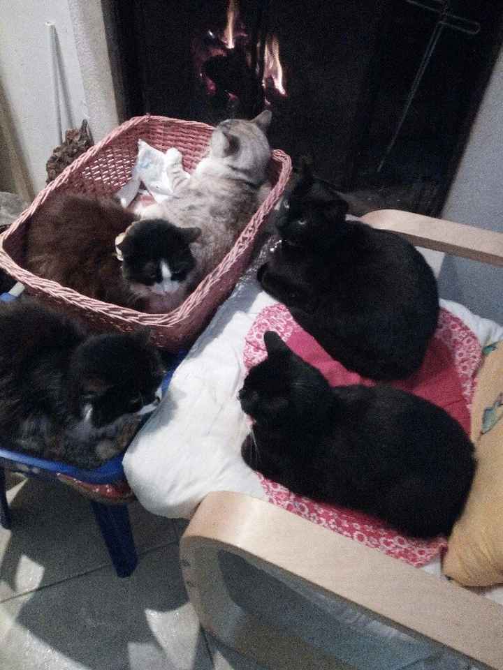 Un nuovo inquilino nella nostra casa - 1