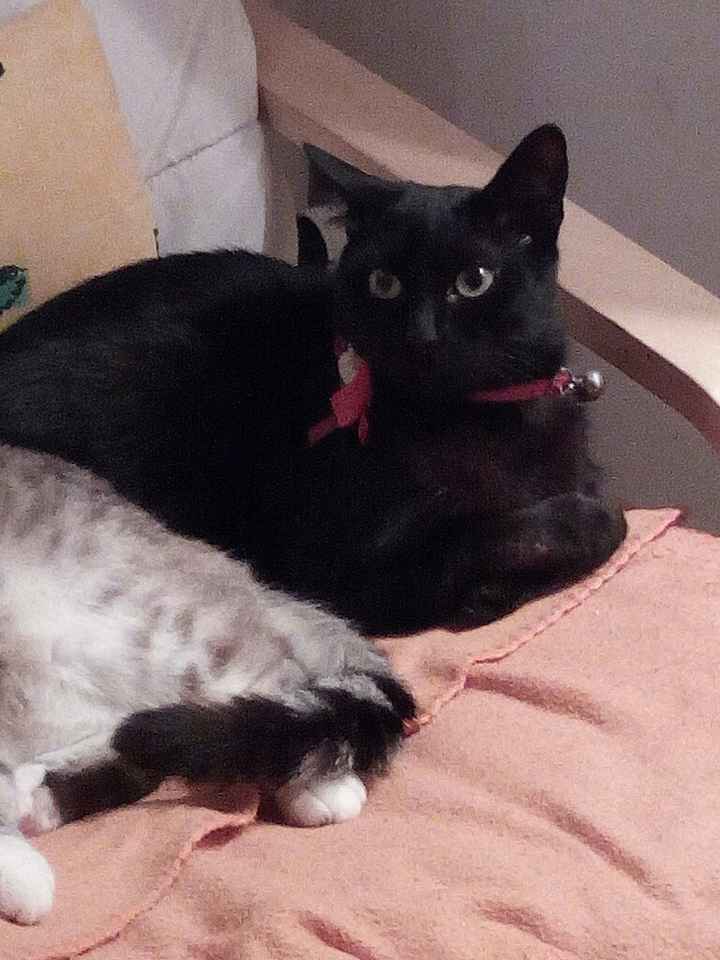 Vi presento nina! - 7