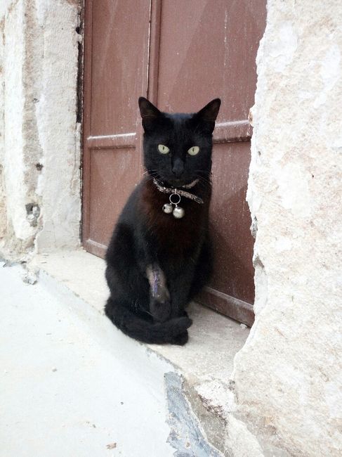 Un nuovo inquilino nella nostra casa - 1