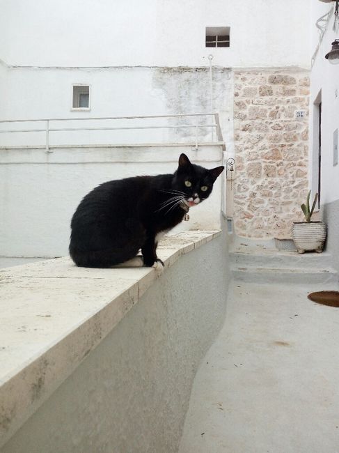 Un nuovo inquilino nella nostra casa - 2