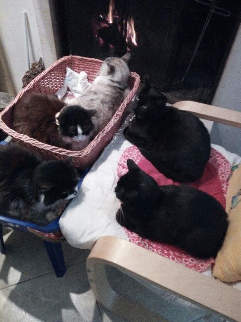 Un nuovo inquilino nella nostra casa - 1
