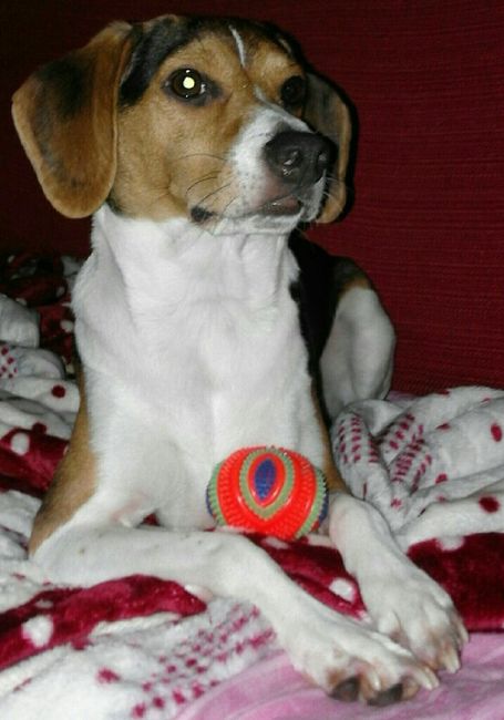 Cane al matrimonio? - 1