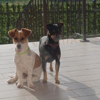 Vota il look degli amici a 4 zampe - 1