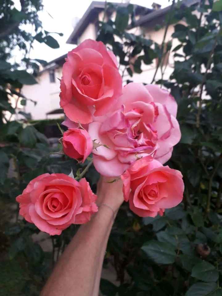 Vi auguro  una bella giornata come la nostra - 11