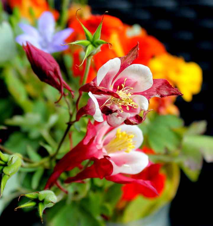 Vi auguro  una bella giornata come la nostra - 9