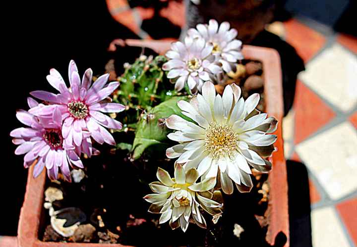 Vi auguro  una bella giornata come la nostra - 3