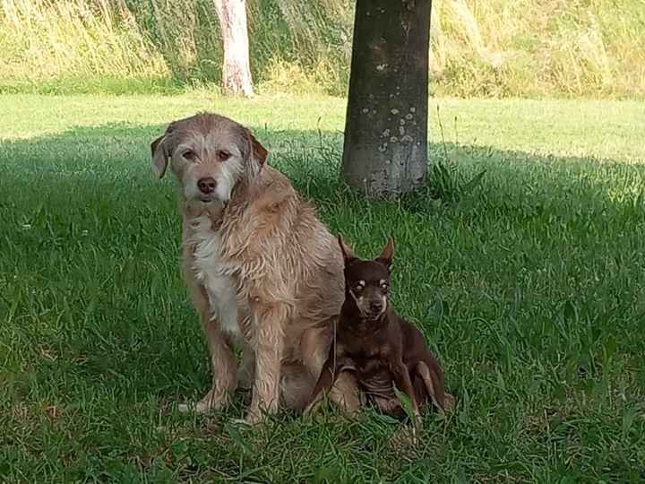 Vi auguro  una bella giornata come la nostra - 4