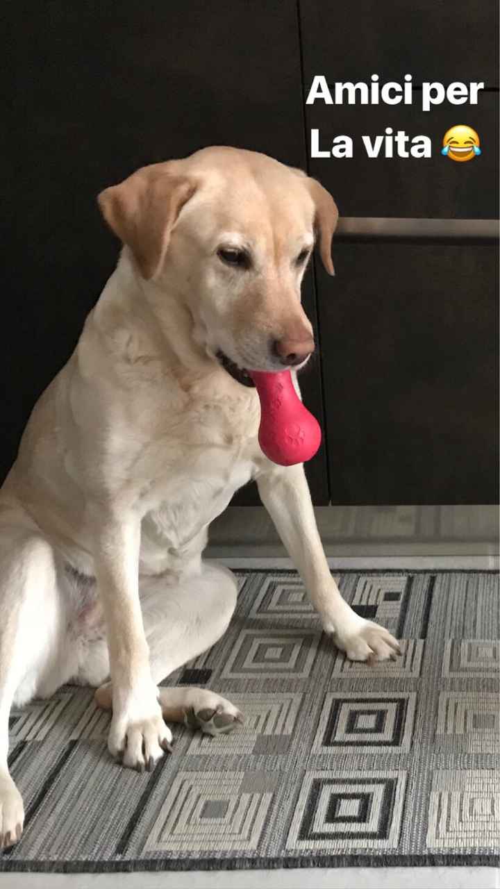  Vivere insieme ad...un animale domestico! - 1