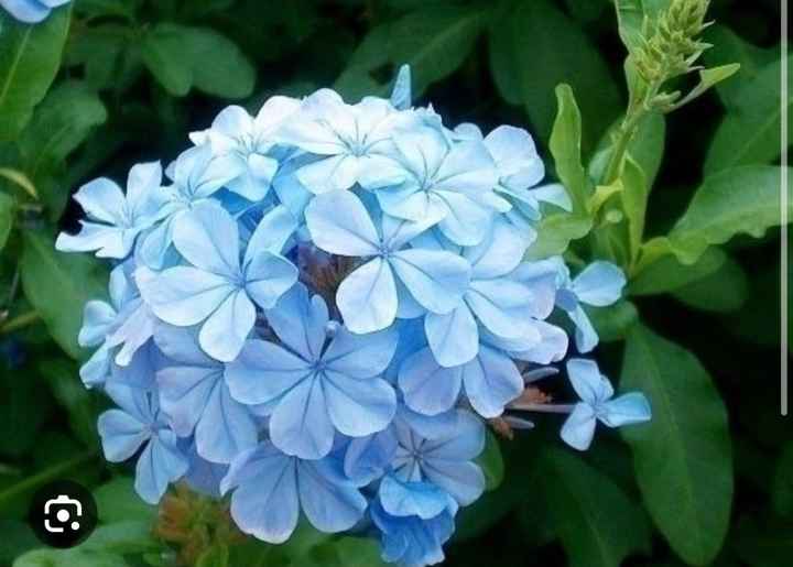 Matrimonio tema Walt Disney - 1