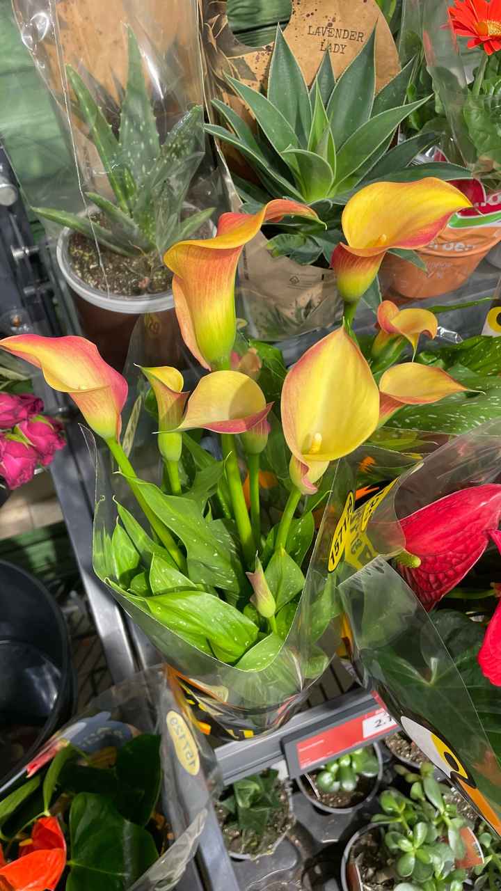 Facciamoci una risata😂 - 1