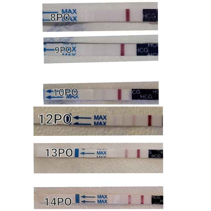 Beta hcg negative prima delle mestruazioni - 1