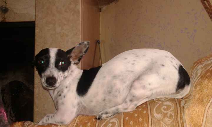 I nostri amici animali.. - 1