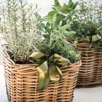 Aiuto per i fiori - 2