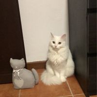 Cagnolino elegante - 1