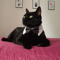 Cagnolino elegante - 2