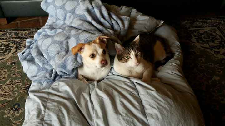 Partecipazioni miciose - 1