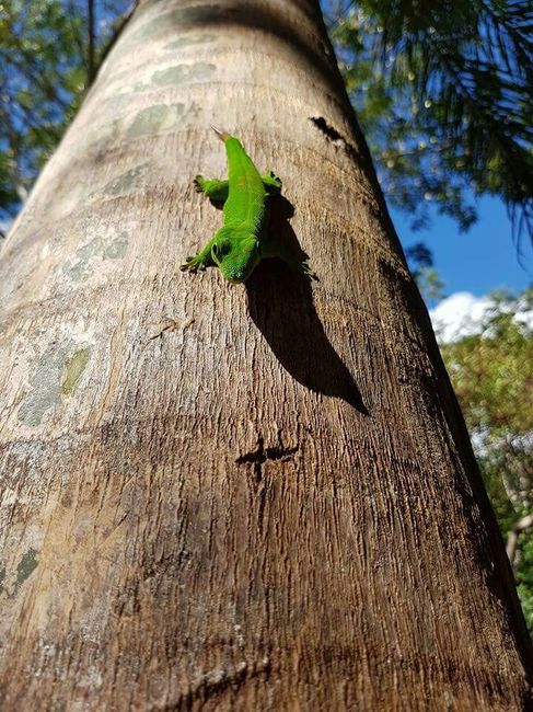 Madagascar... per sempre nel mio cuore! - 7