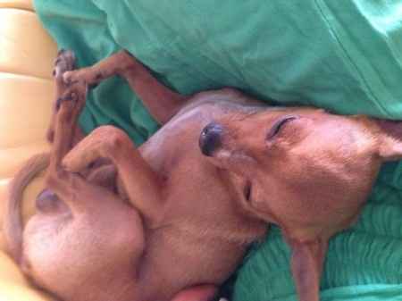 Le foto dei vostri animali - 1