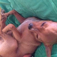 Le foto dei vostri animali - 1