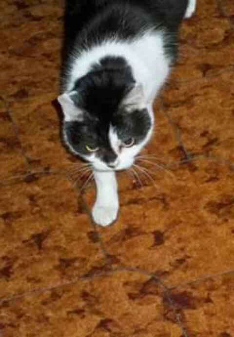 Too cute: i vostri amici animali - 1